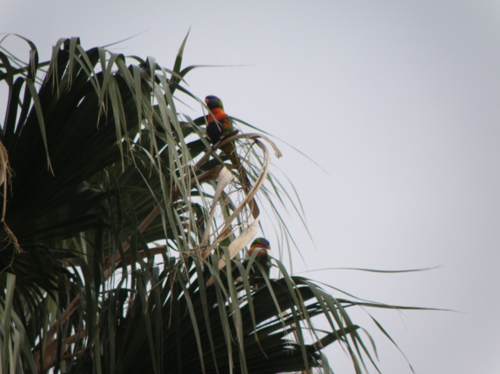 Des Loris - Petits oiseaux ressemblant à des perruches