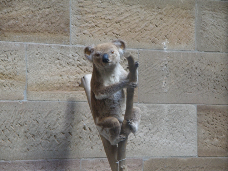 Koala Australian Museum