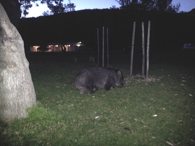 Wombat à Wilsons Promotory Park