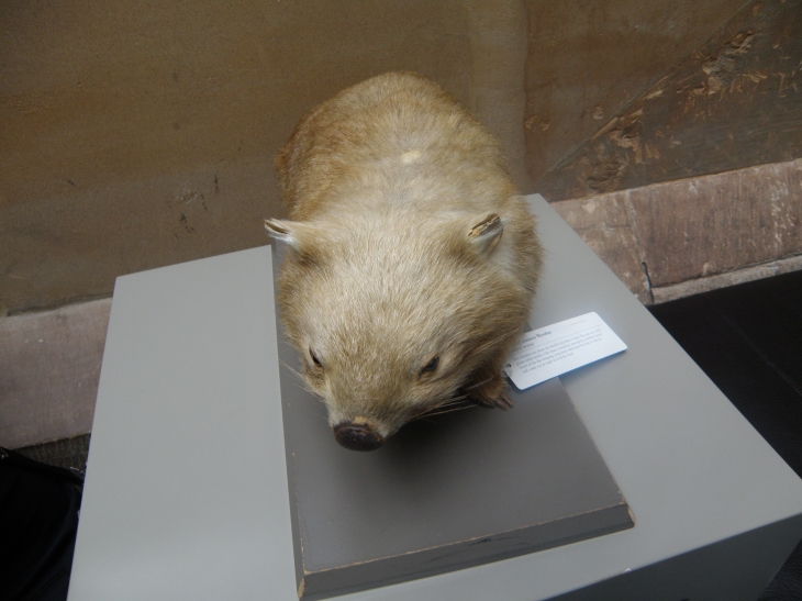Wombat Australian Museum