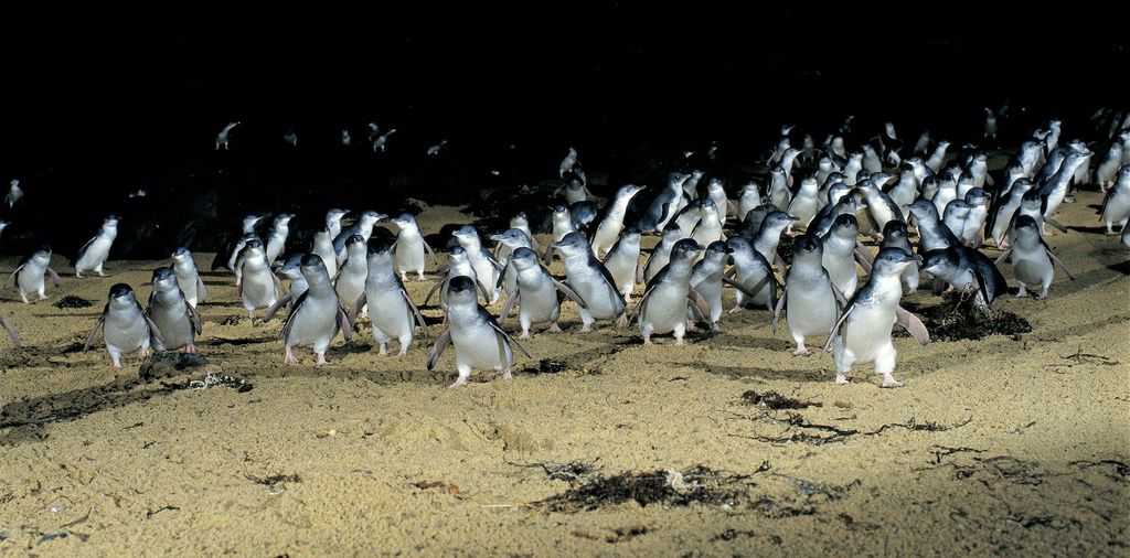 Pingouins Philip Island
