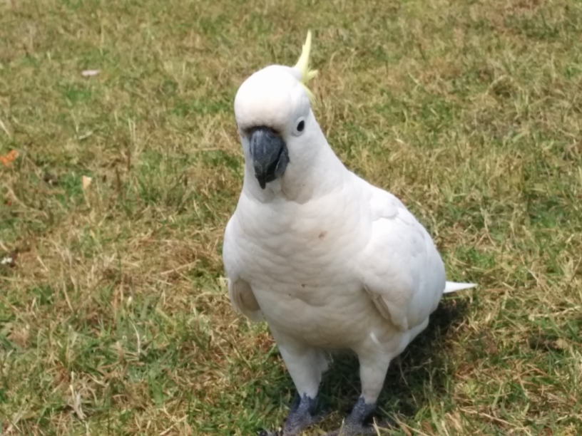 White Cockatoo à Lorne, Victoria