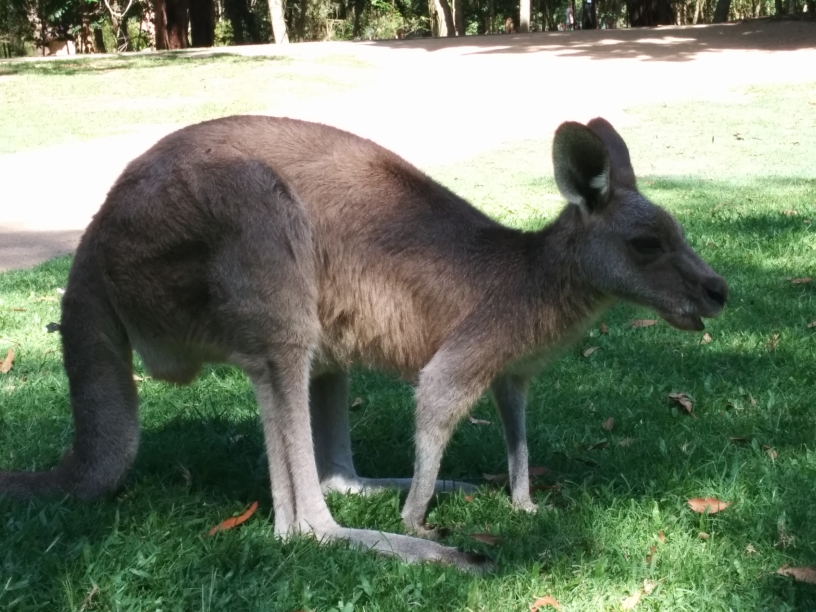 Kangourou à l'Australia Zoo, Queensland