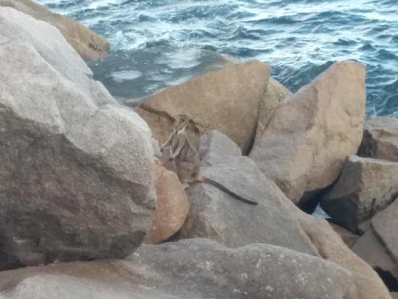Wallaby dans les rochers sur Magnetic Island, Townsville, Queensland